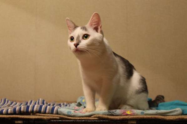 Симпатичный юный котик Болтик. В добрые руки в Калуге фото 7