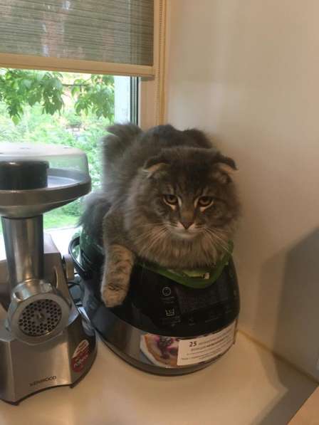 Отдам котиков в добрые руки в Москве фото 7