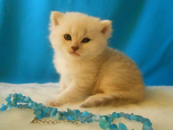 Продаётся британский котенок серебристой шиншиллы в Москве
