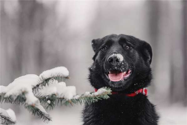 Чудесная собака Берта в добрые руки в Москве фото 9