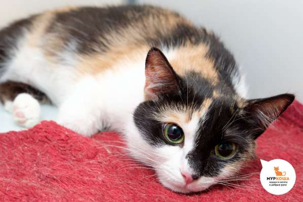 Кошка Шуня в Москве