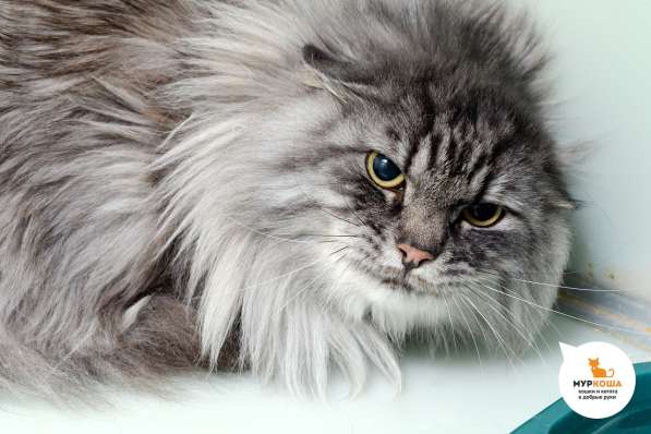 Котик Капитан