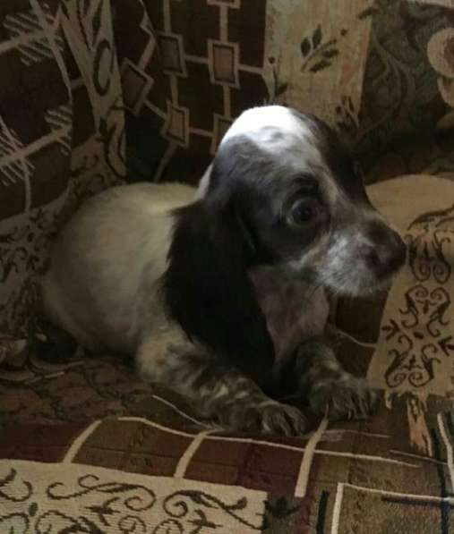 Щенки русского спаниеля в Омске фото 6