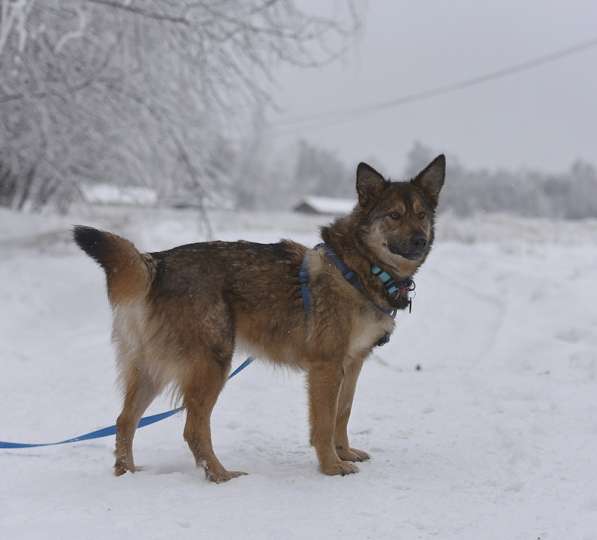 Молодая собачка Динга ищет семью в Москве фото 16