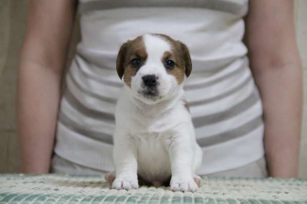 Щенки джек рассел терьера в Реутове фото 8