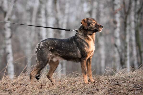 Надёжный Друг Курт ищет семью