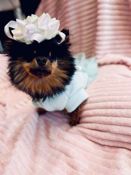 Померанский шпиц! Слепая малышка Бэкки ищет семью! в Москве