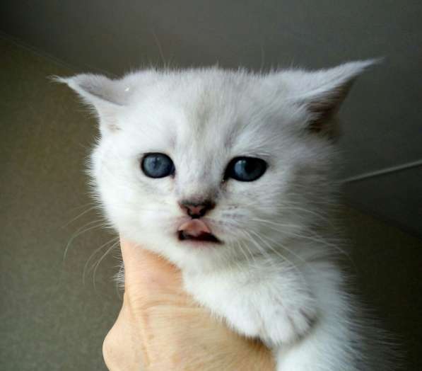 Британские кошечки в Санкт-Петербурге фото 6