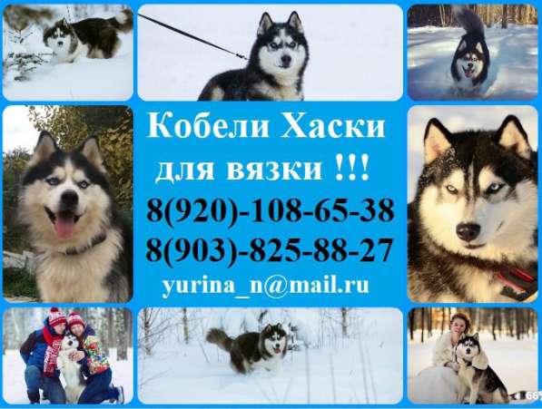 Красивые кобели хаски для вязки