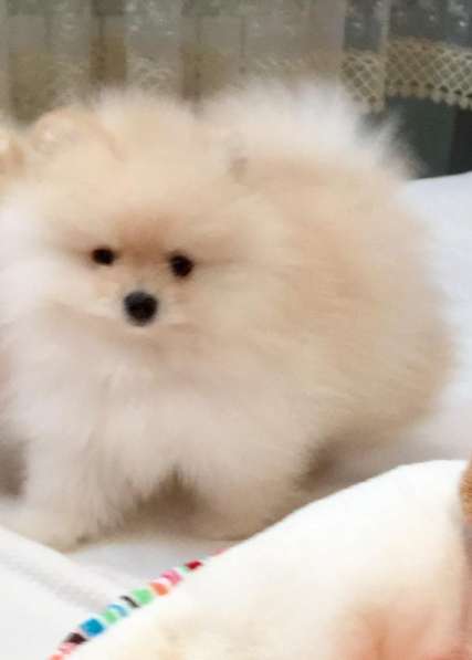 Померанский шпиц, девочка в Москве