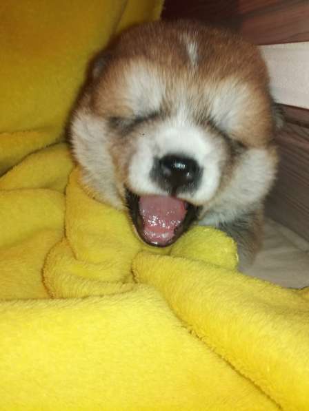 Щенки акита ину в фото 4