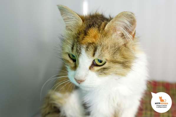 "Свой парень" Пташка в Москве