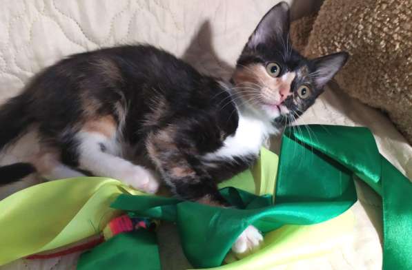 Котенок в добрые руки. Ксюша, девчушка-очаровашка в Москве фото 16