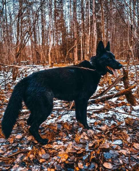 Черная овчарка - редкая красавица собака ищет дом в Санкт-Петербурге фото 3