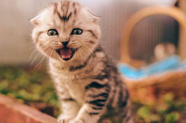 Роскошные котята scottish fold с родословной в Саратове фото 15