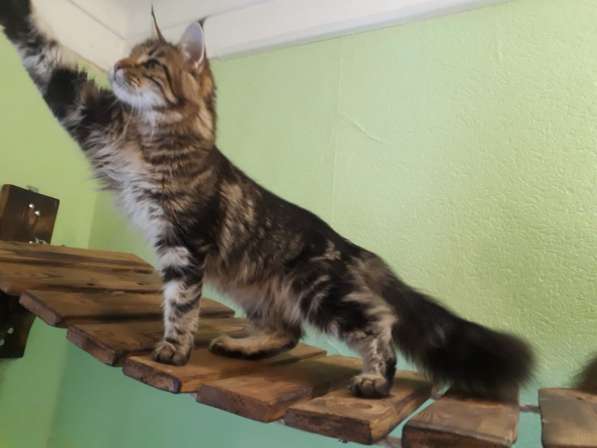 Девочка Мейн кун в Челябинске фото 11