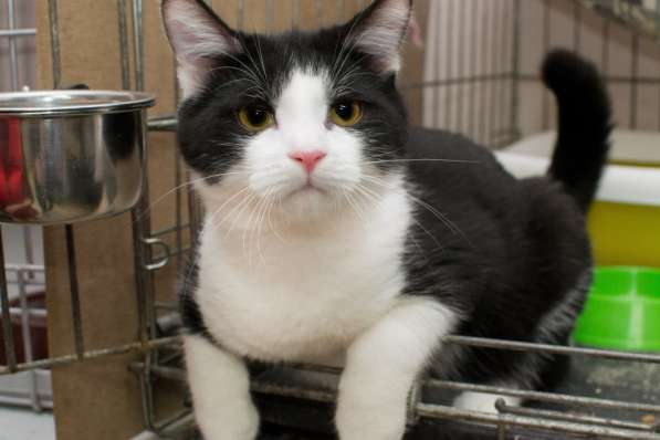 Гордый Ди Каприо ищет своего покровителя в Москве