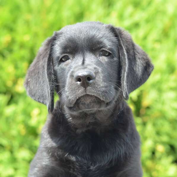 Щенки лабрадора- ретривера в фото 9