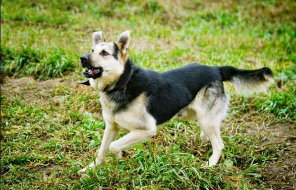 Овчарка метис ищет дом