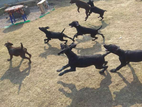 Курцхаар Щенки в фото 20