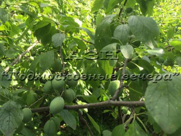 realty_mapper3.plot_in_locationИндивидуальное жилищное ст-во. Есть Электричество, Газ. в Москве фото 21