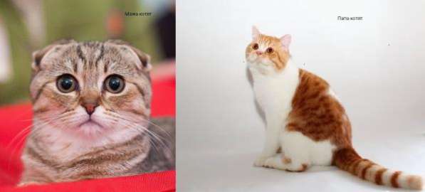 Шотландские котята редких окрасов в Москве фото 4