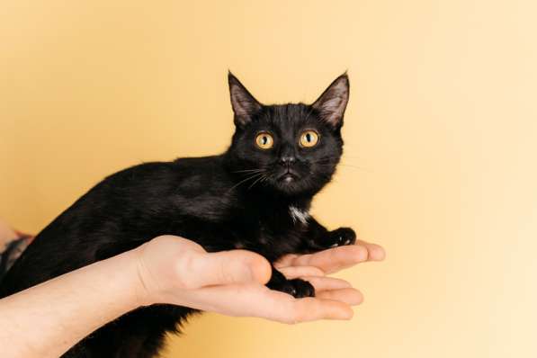 Черный золотоглазый котенок Юна в добрые руки в Москве