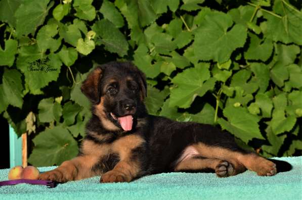 Немецкая овчарка в фото 30