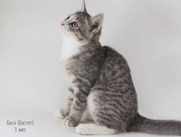 Отдам котят в добрые руки в Москве фото 7