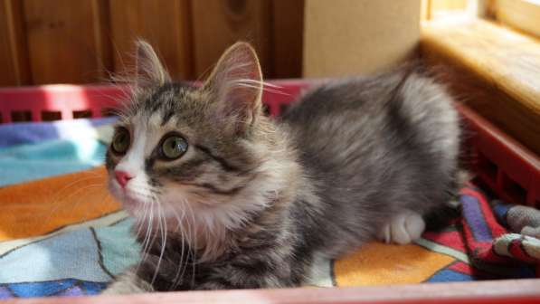 Невероятный красавец котенок Давид ищет дом в Жуковском фото 9