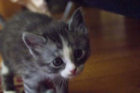 Подарим котяток добрым людям в Москве фото 3