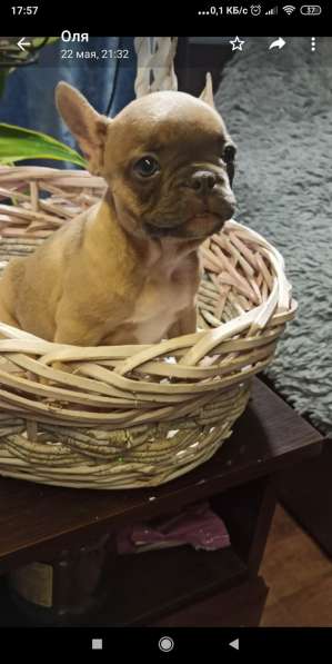 Голубые щенки французского бульдога в Калининграде фото 4