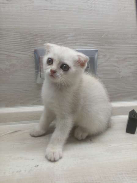 Шотландский кот в фото 7