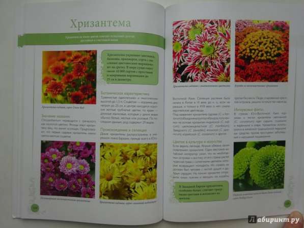 Самые красивые цветы мира в Ростове-на-Дону фото 9