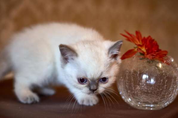 Драгоценные окрасы котят в Кисловодске фото 4