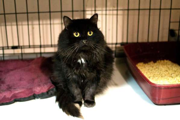 Кот с печальным прошлым Лизаветт