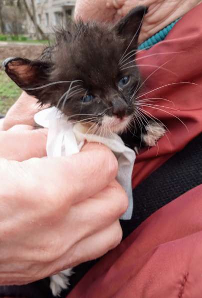 Масик Тарасик ищет любящий дом в Москве фото 14