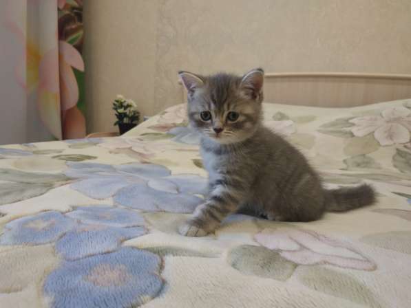Британский котенок в Новосибирске фото 6
