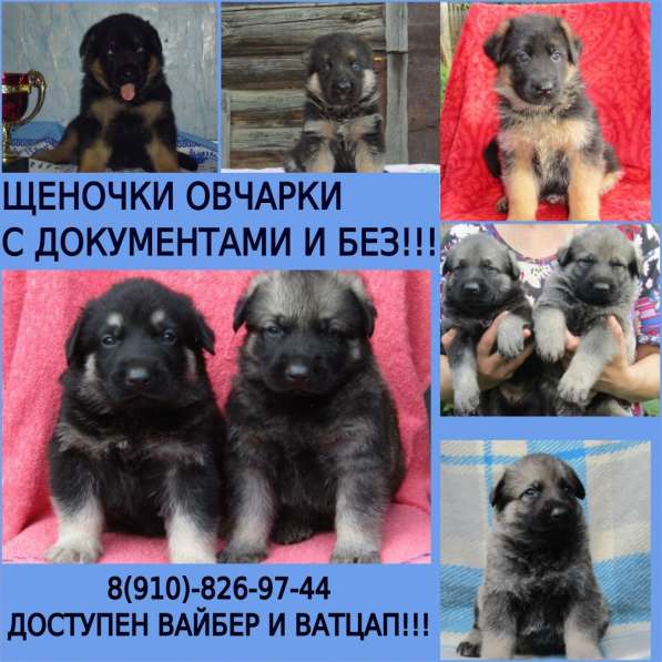 Щенки овчарки - немцы и восточники в Переславле-Залесском