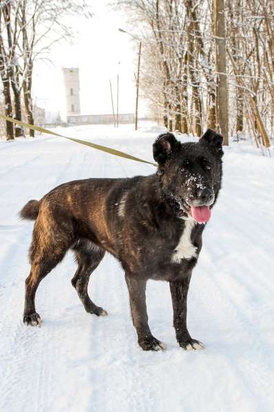 Собака в Санкт-Петербурге фото 3