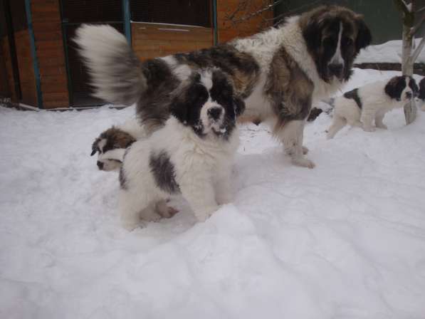 Pyrenean Mastiff в 