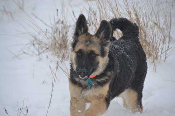 Щенок-подросток Сара в дар! в Москве фото 9