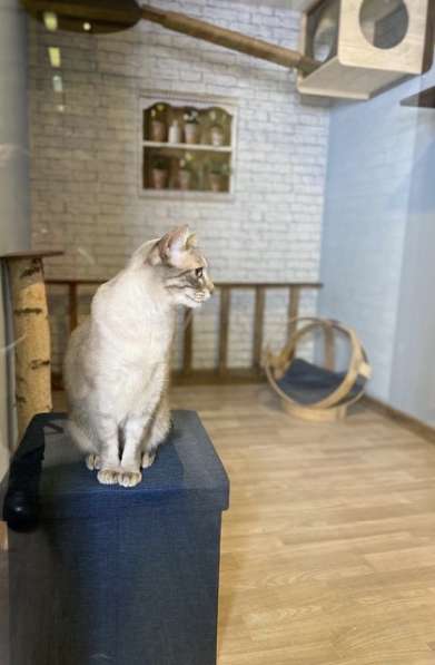 Зоогостиница для кошек Cat Town в Санкт-Петербурге