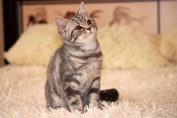 Британские котята элитных кровей в Санкт-Петербурге фото 5