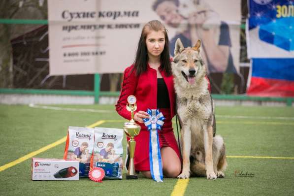 Чехословацкая волчья собака. Щенки в Москве фото 9