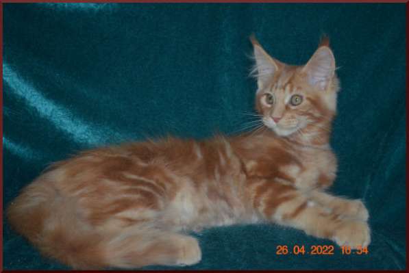 Роскошный черный котик мейн-кун из питомника в Астрахани фото 45