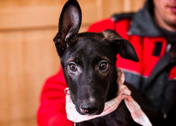 Крошка Фиби ищет родителей! В добрые руки! в Москве фото 8