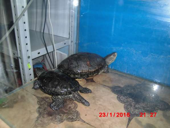 Болотные черепахи в Добрянке фото 3