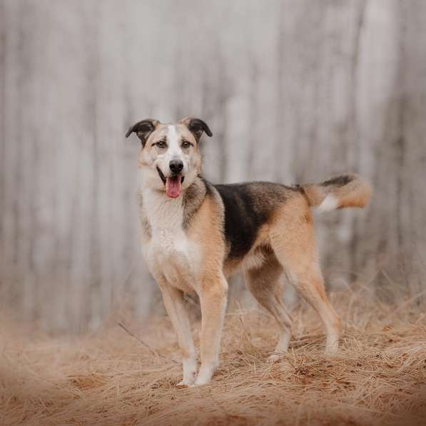 Молодой энергичный Майор ищет семью