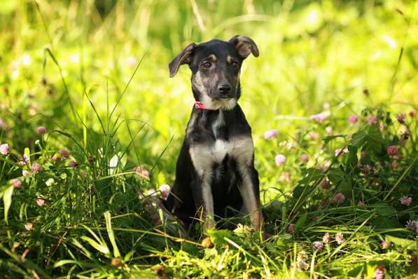 Щенки — маленькие метисы лабрадора в Москве фото 3